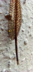 Brachynemurus