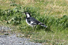 Grallina cyanoleuca
