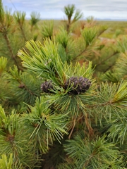 Pinus pumila