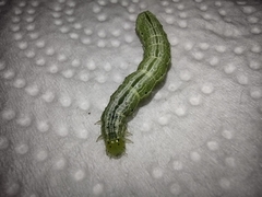 Trichoplusia ni