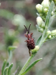 Dicladispa testacea