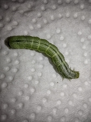 Trichoplusia ni