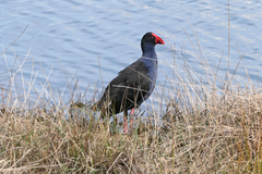 Porphyrio melanotus