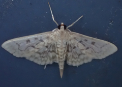 Herpetogramma