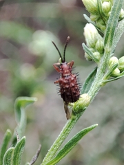 Dicladispa testacea