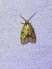 Sparganothis sulfureana