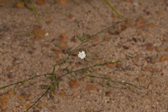 Podolepis capillaris