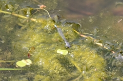 Paracercion calamorum