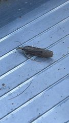 Parapediasia teterrellus