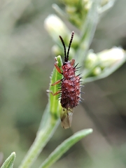 Dicladispa testacea