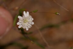 Podolepis capillaris