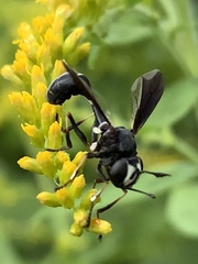 Physocephala tibialis
