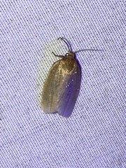 Tortricinae