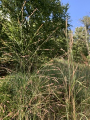 Panicum virgatum