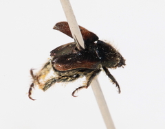 Hopliini