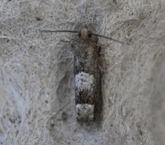 Eucosma parmatana