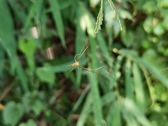 Leucauge decorata