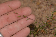 Podolepis capillaris