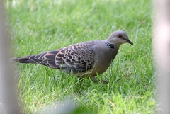 Streptopelia orientalis