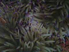 Amphiprion perideraion