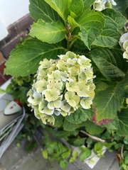 Hydrangea macrophylla