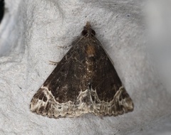 Hypena abalienalis