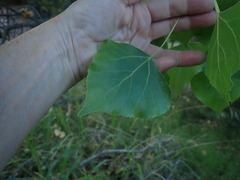 Populus fremontii