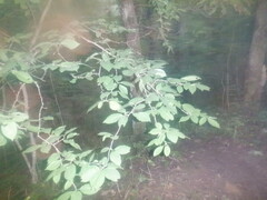 Ulmus alata