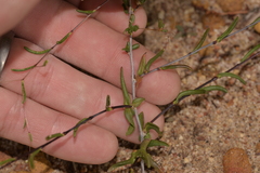 Podolepis capillaris