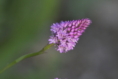 Anacamptis pyramidalis