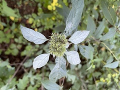 Pycnanthemum
