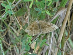 Scotopteryx chenopodiata