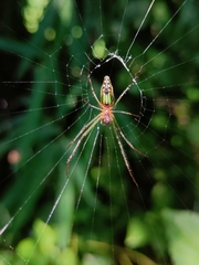 Leucauge decorata