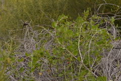 Muehlenbeckia adpressa