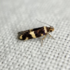 Catadoceta xanthostephana