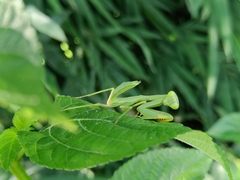 Hierodula tenuidentata