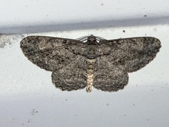 Anavitrinella pampinaria