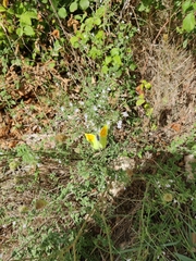 Gonepteryx cleopatra