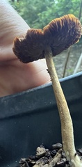 Agrocybe putaminum