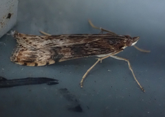 Nomophila nearctica