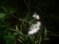 Eutrochium purpureum