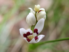 Wurmbea dioica