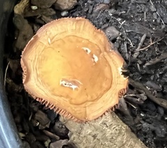 Agrocybe putaminum
