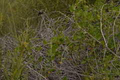 Muehlenbeckia adpressa