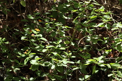 Lantana camara