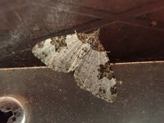 Xanthorhoe fluctuata