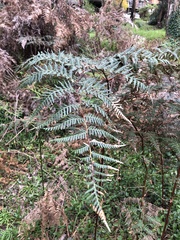 Pteridium esculentum