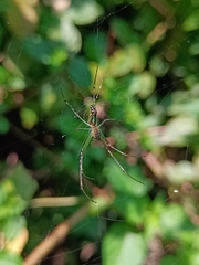 Leucauge decorata