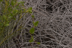 Muehlenbeckia adpressa