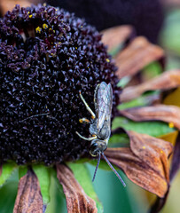 Halictus subauratus